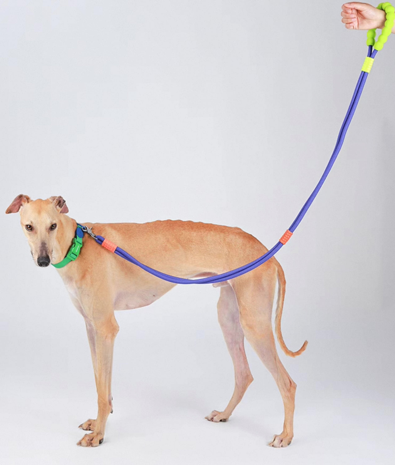 Hands-Free Rainbow Leash